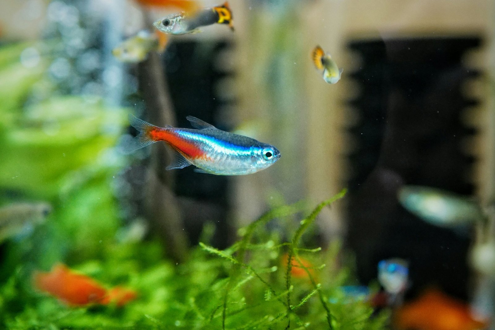 Top 10 Popular aquarium fish