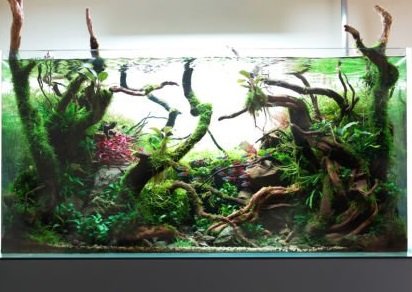 Aquarium Essentials Checklist for Beginners