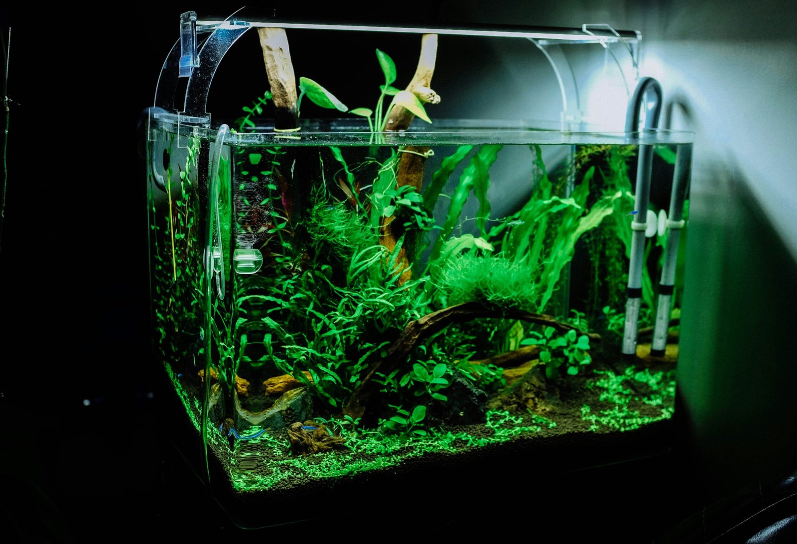 Tips to Keep Your Aquarium Healthy