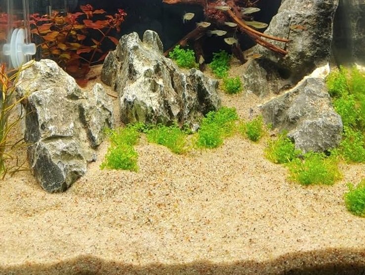 Ways to Clean Aquarium Sand