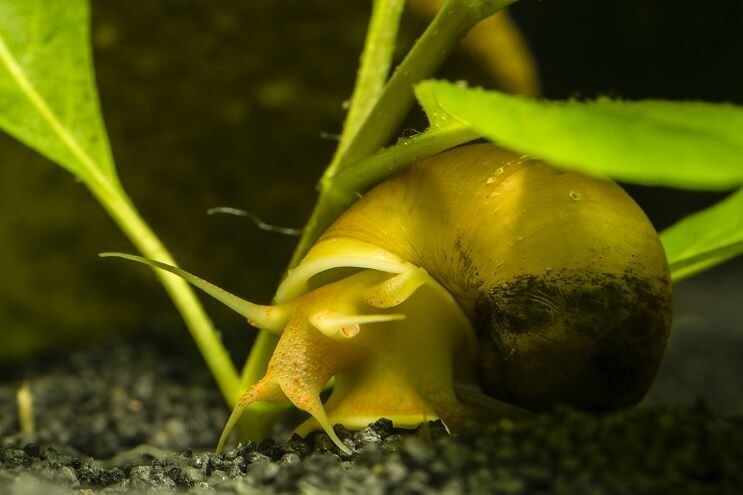 The Fascinating World of Aquatic Snails