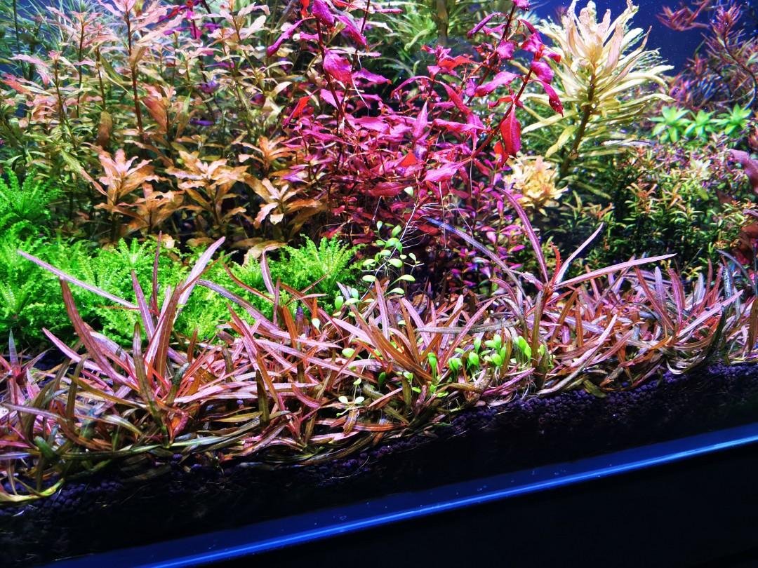 High Tech and Low Tech Aquatic Plants and Their Care Guide