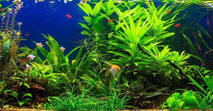 How to Maintain Aquarium While Planning for Vacation?