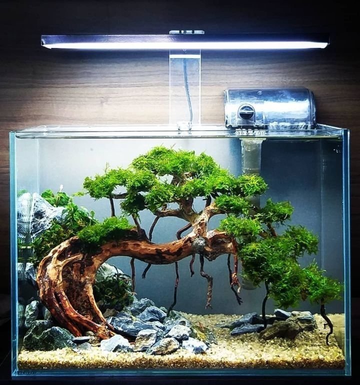 The Art and Science of Aquascaping